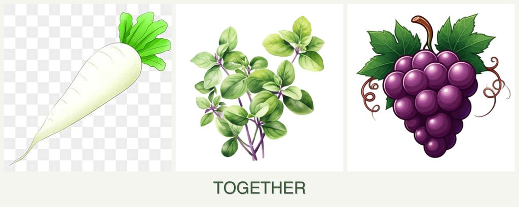 Can you plant radishes, oregano and grapes together?