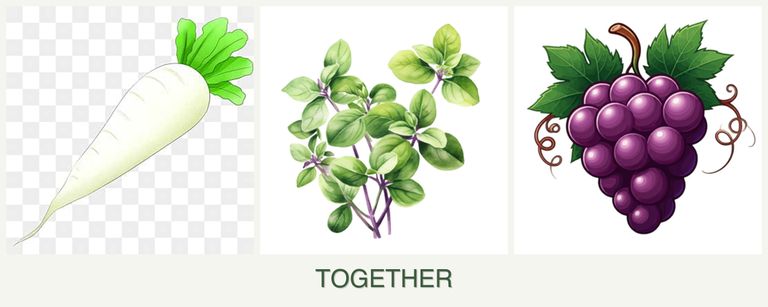 Can you plant radishes, oregano and grapes together?