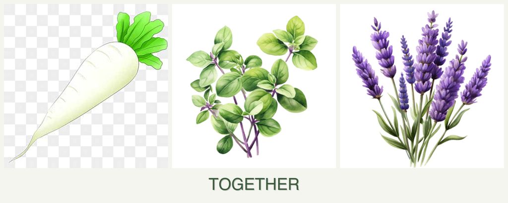 Can you plant radishes, oregano and lavender together?