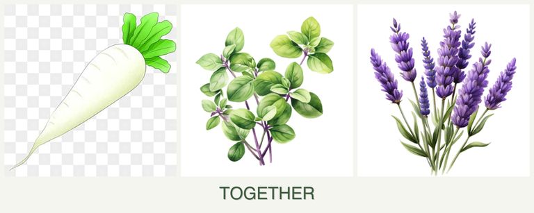Can you plant radishes, oregano and lavender together?