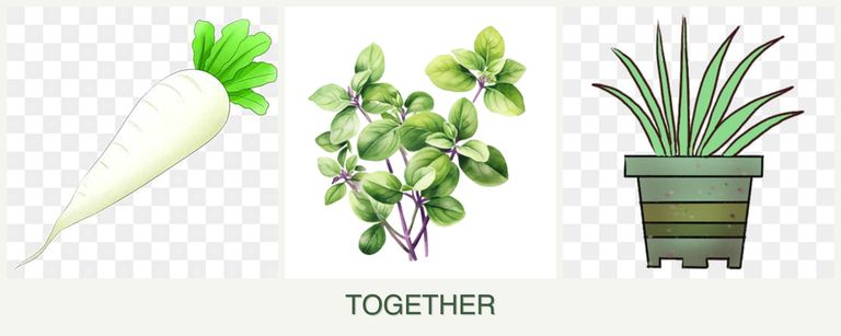 Can you plant radishes, oregano and lemongrass together?