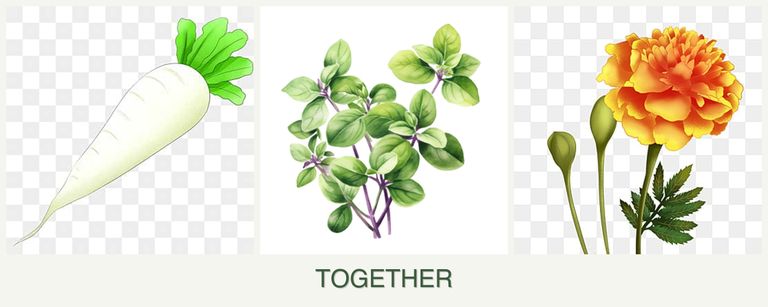 Can you plant radishes, oregano and marigolds together?
