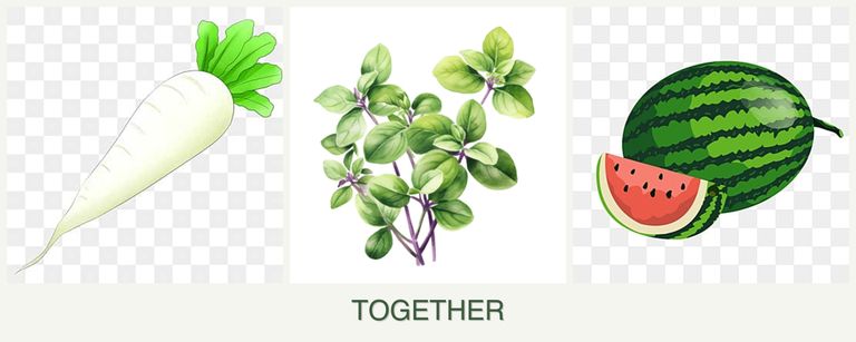 Can you plant radishes, oregano and melons together?