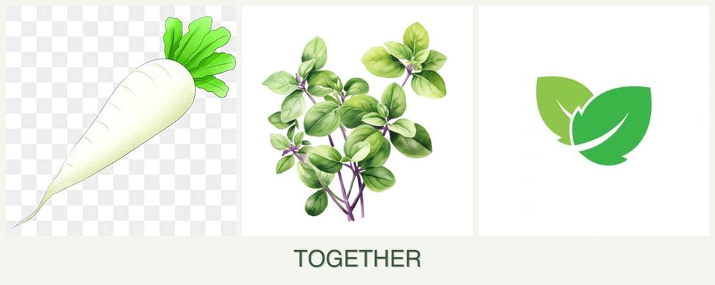 Can you plant radishes, oregano and mint together?