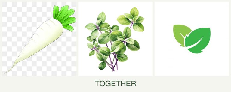 Can you plant radishes, oregano and mint together?