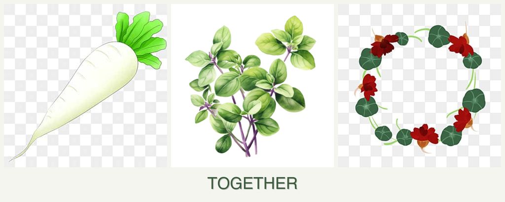 Can you plant radishes, oregano and nasturtiums together?