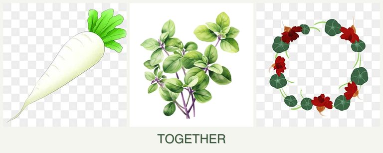 Can you plant radishes, oregano and nasturtiums together?