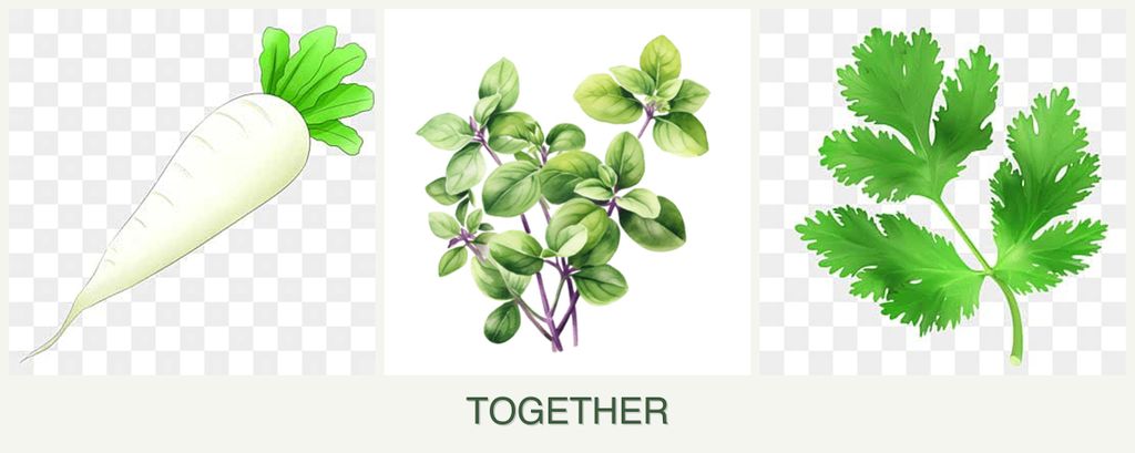 Can you plant radishes, oregano and parsley together?