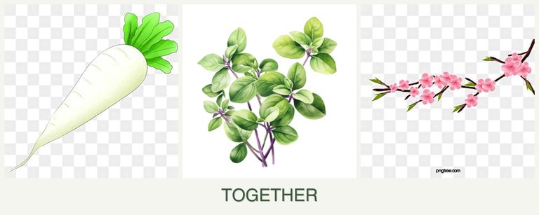 Can you plant radishes, oregano and peaches together?