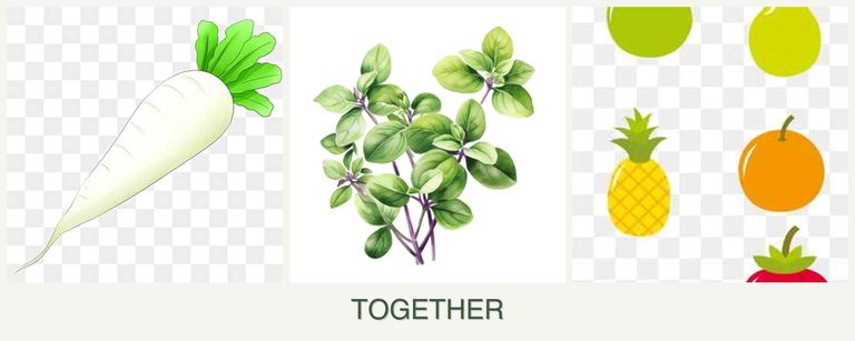 Can you plant radishes, oregano and pears together?
