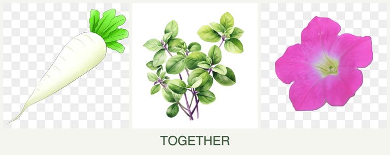 Can you plant radishes, oregano and petunias together?