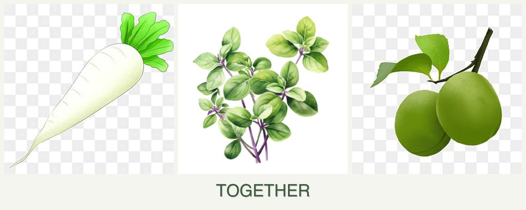 Can you plant radishes, oregano and plums together?