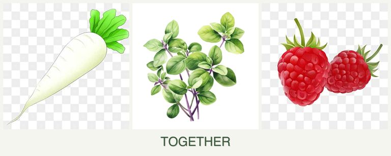 Can you plant radishes, oregano and raspberries together?