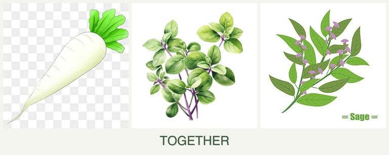 Can you plant radishes, oregano and sage together?