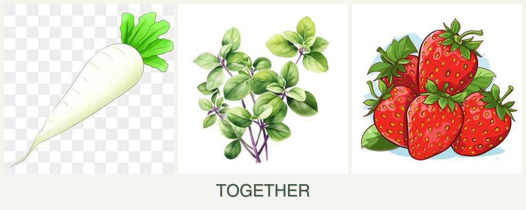Can you plant radishes, oregano and strawberries together?