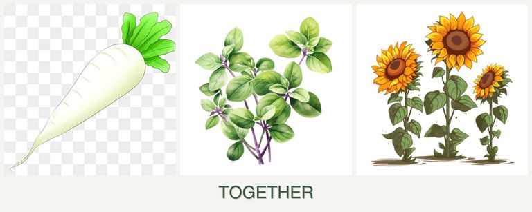 Can you plant radishes, oregano and sunflowers together?