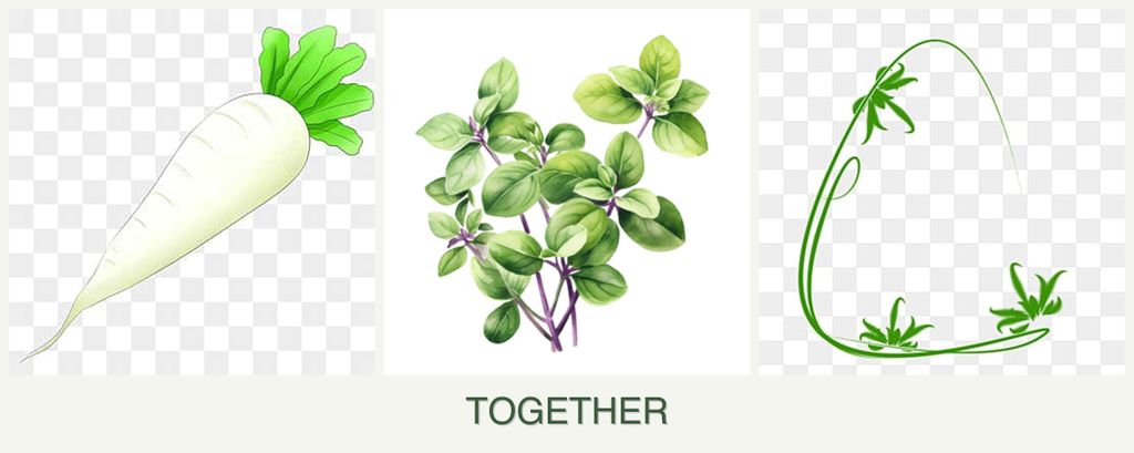 Can you plant radishes, oregano and tarragon together?