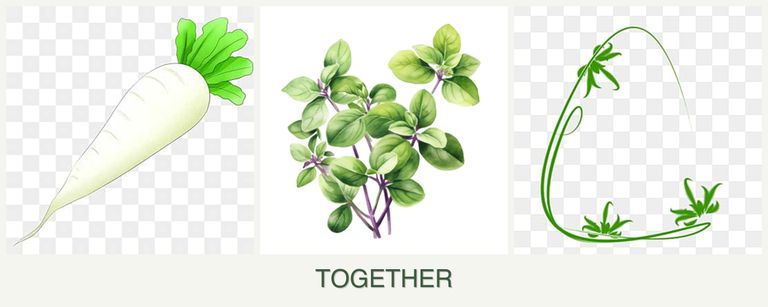 Can you plant radishes, oregano and tarragon together?