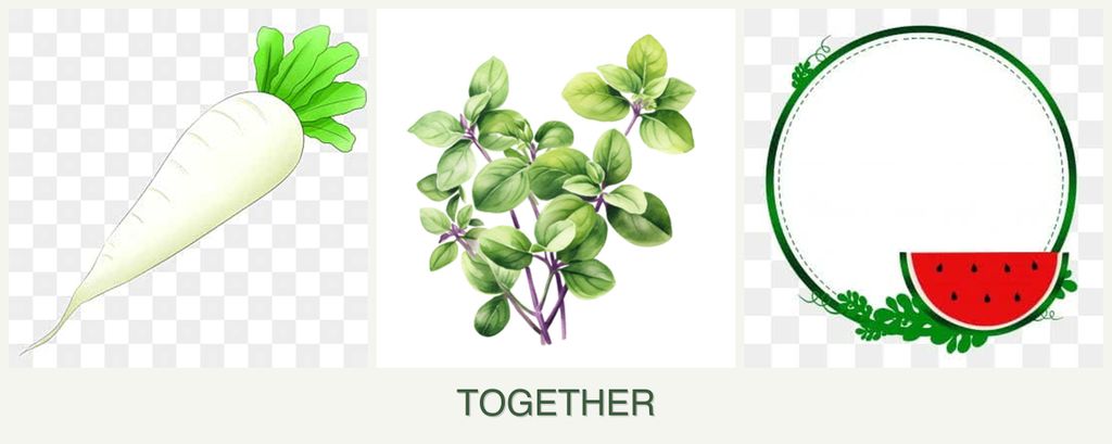Can you plant radishes, oregano and watermelons together?