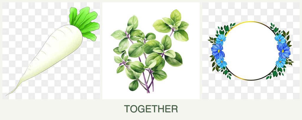 Can you plant radishes, oregano and zinnias together?