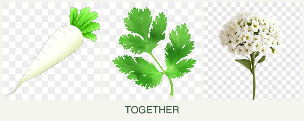 Can you plant radishes, parsley and alyssum together?