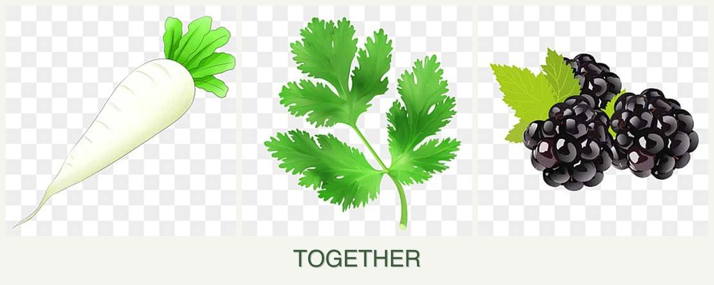 Can you plant radishes, parsley and blackberries together?