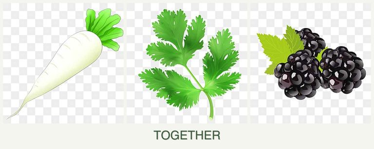 Can you plant radishes, parsley and blackberries together?