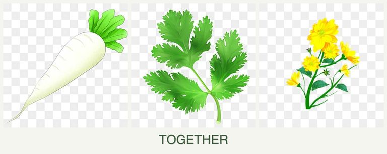 Can you plant radishes, parsley and calendula together?