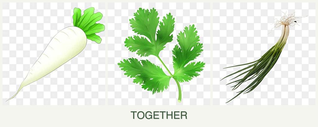 Can you plant radishes, parsley and chives together?