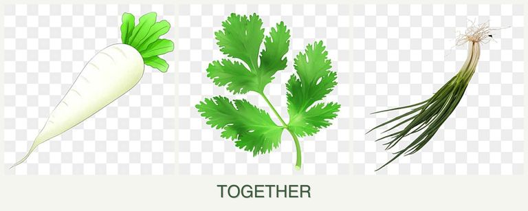 Can you plant radishes, parsley and chives together?