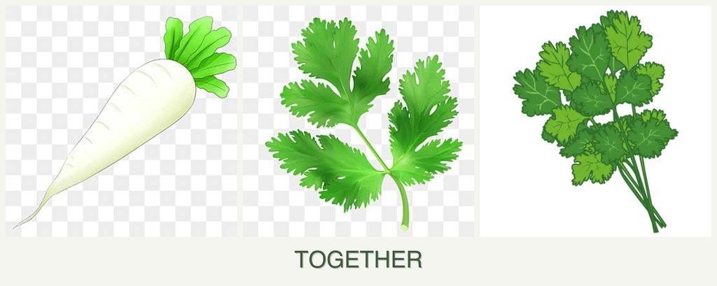 Can you plant radishes, parsley and cilantro together?