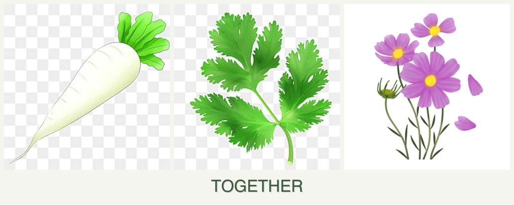 Can you plant radishes, parsley and cosmos together?