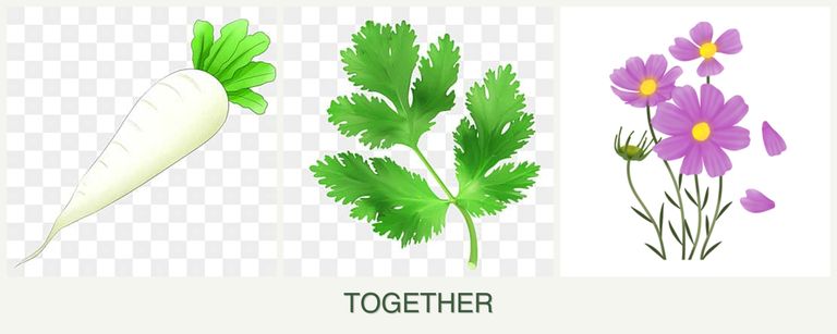 Can you plant radishes, parsley and cosmos together?
