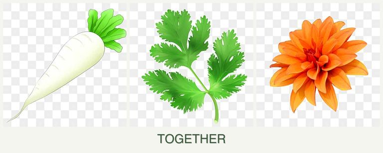 Can you plant radishes, parsley and dahlias together?