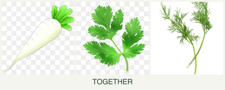 Can you plant radishes, parsley and dill together?