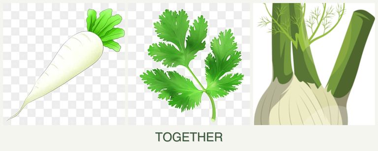 Can you plant radishes, parsley and fennel together?
