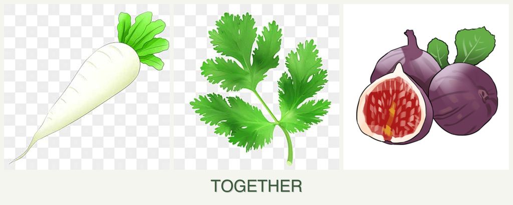 Can you plant radishes, parsley and figs together?