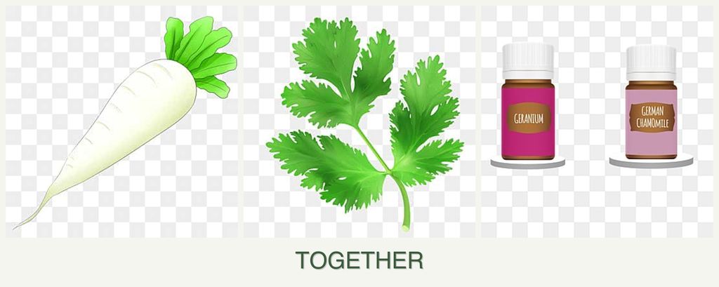 Can you plant radishes, parsley and geraniums together?
