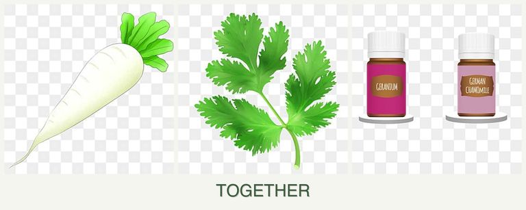 Can you plant radishes, parsley and geraniums together?