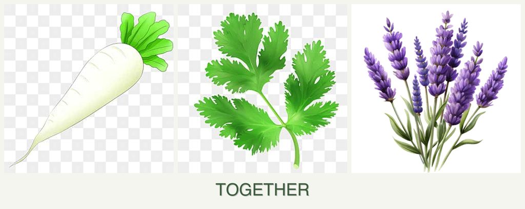 Can you plant radishes, parsley and lavender together?