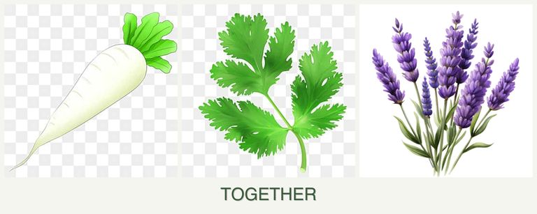 Can you plant radishes, parsley and lavender together?