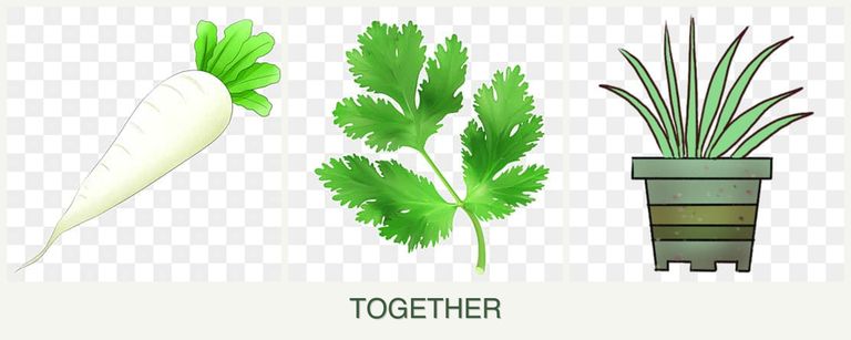 Can you plant radishes, parsley and lemongrass together?