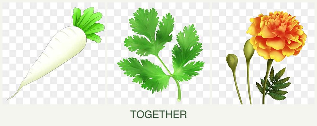 Can you plant radishes, parsley and marigolds together?