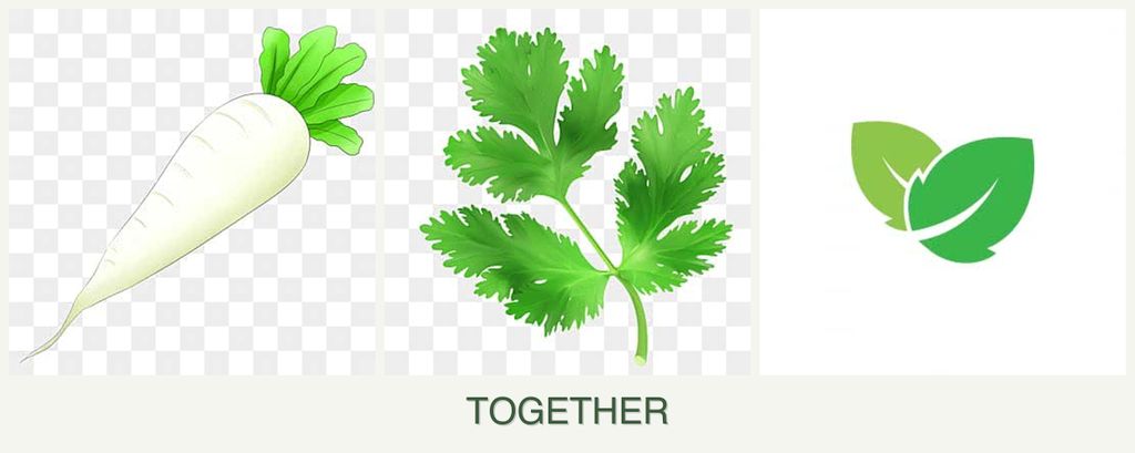 Can you plant radishes, parsley and mint together?