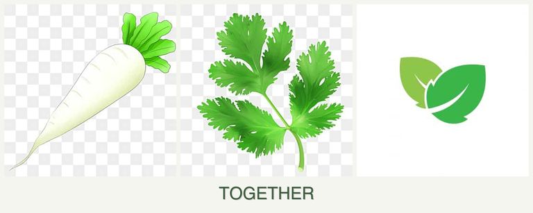 Can you plant radishes, parsley and mint together?