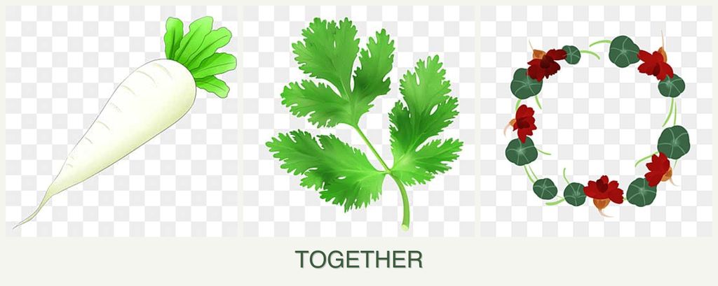 Can you plant radishes, parsley and nasturtiums together?