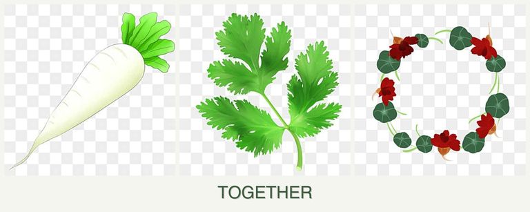 Can you plant radishes, parsley and nasturtiums together?
