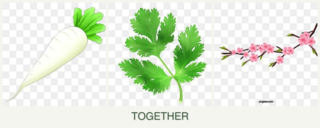 Can you plant radishes, parsley and peaches together?