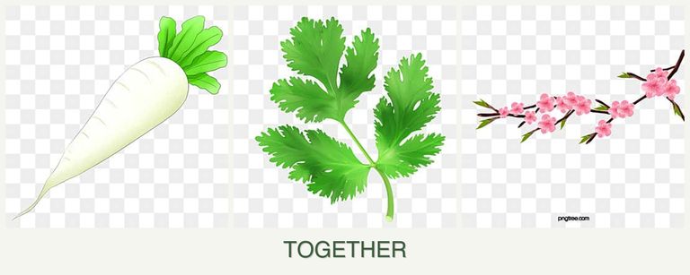 Can you plant radishes, parsley and peaches together?