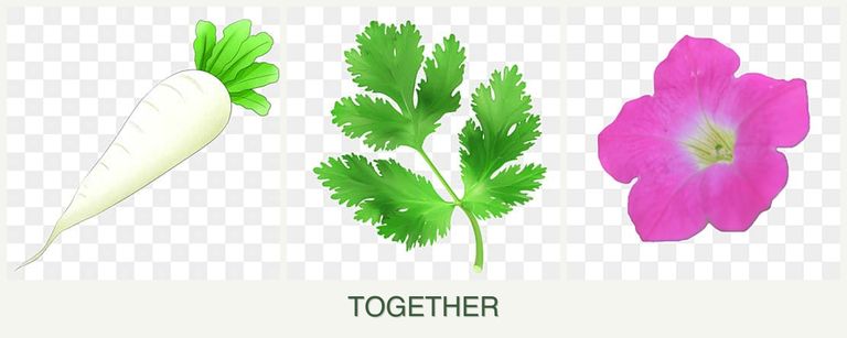 Can you plant radishes, parsley and petunias together?